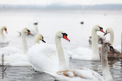 White swan flock in spring water. Swans in water. White swans. Beautiful white swans floating on the water. swans in search of food. selective focus