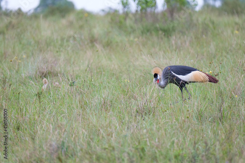 Black crowned cranes family and their ducklings among the bush in safari in South Africa photo