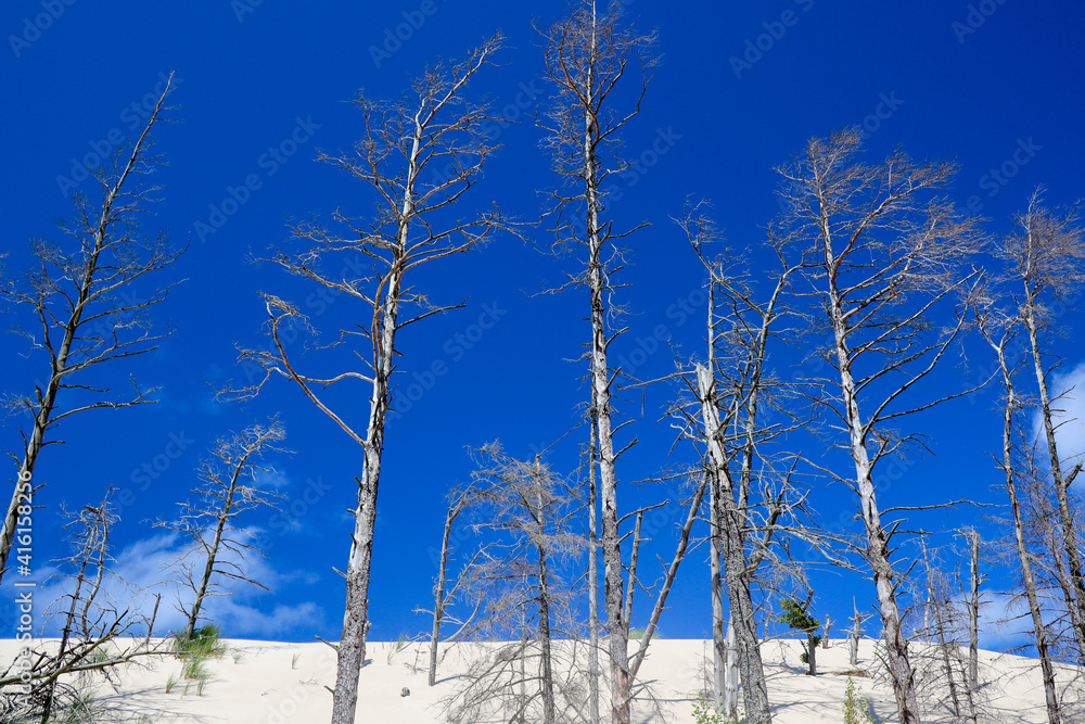 Obraz premium Dead trees on a dune. Słowiński National Park