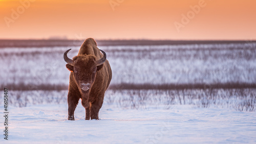 Bison bonasus © Tadeusz
