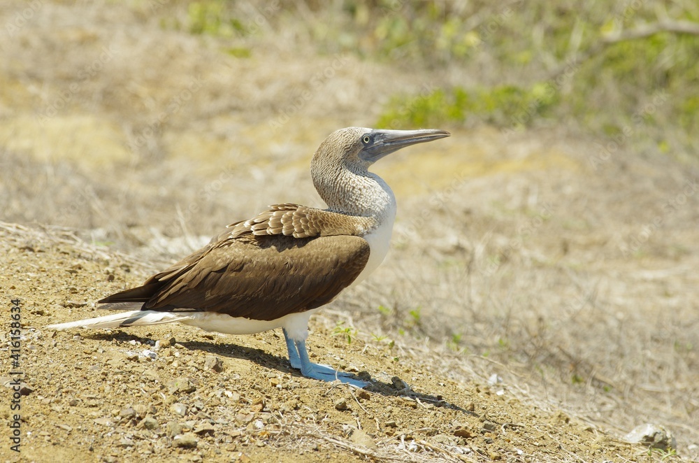Blue-footed boobys in Poor Man's Galapagos, Ecuador – Isla de la Plata Blue-footed boobys in Poor Man's Galapagos, Ecuador – Isla de la Plata