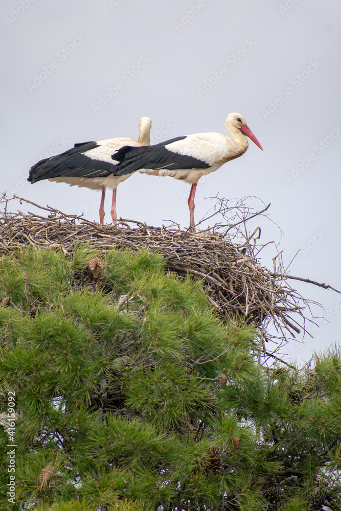 Fototapeta premium White Stork couple on their nest