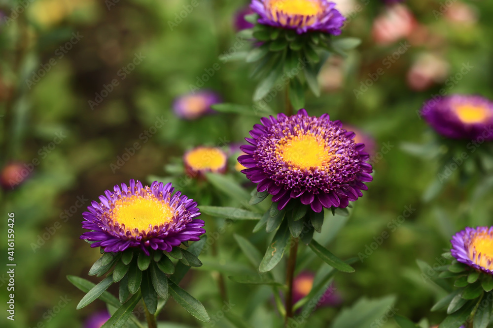 blurred floral background with soft selective focus. chrysanthemums in the garden. summer background blurred floral background with soft selective focus. chrysanthemums in the garden. summer background