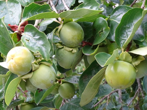 CAQUI. FRUTA VERDDE MADURANDO EN EL ÁRBOL. photo