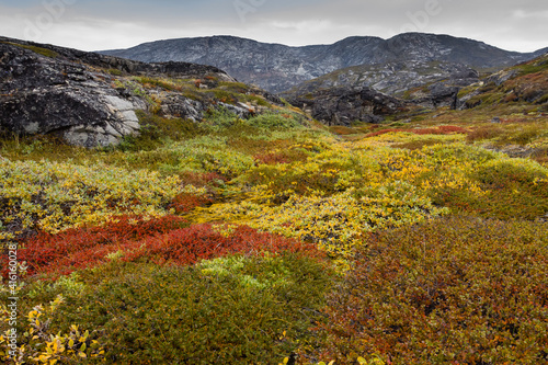 Greenland. Eqip Sermia. Greenlandic forest of dwarf trees and other plants.