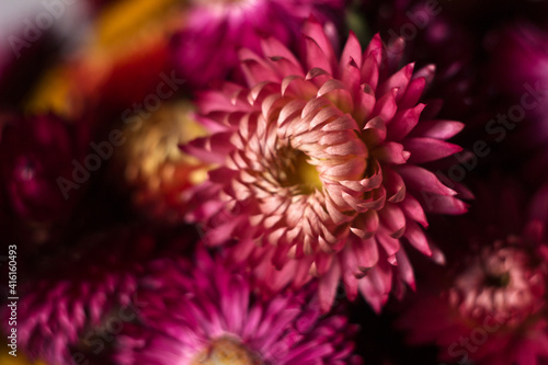 Flower background. Pink and red flowers of Xerochrysum bracteatum (Helichrysum bracteatum), macro. Background, strawflower dry flowers