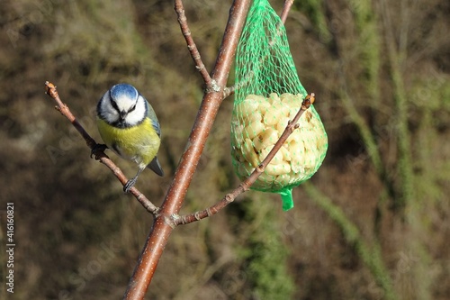 blue tit on fat ball 06 photo