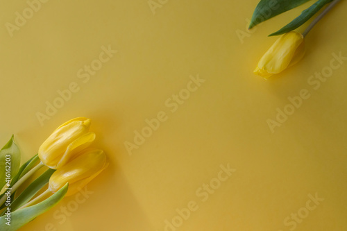 Three yellow tulips flat lay on yellow background lying in the sunshine. Close-up, shallow depth of field, place for text