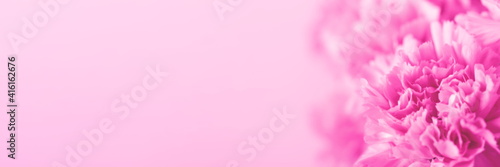 Pink carnation flower on light pink background. Soft focus. Banner foe website. Place for text.