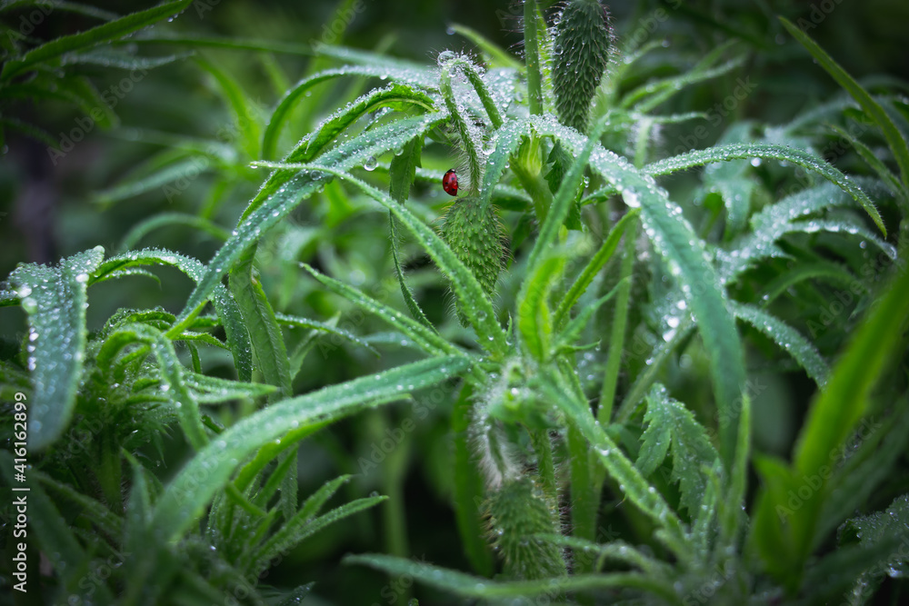 The ladybug and dewdrops. Early morning of insect and fresh juicy green colorful grass. Beautiful ladybug and harmony of a flower bud in the rain. The ladybug and dewdrops. Early morning of insect and fresh juicy green colorful grass. Beautiful ladybug and harmony of a flower bud in the rain.