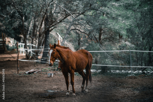 brown horse on a farm within a lush green forest © Adrian