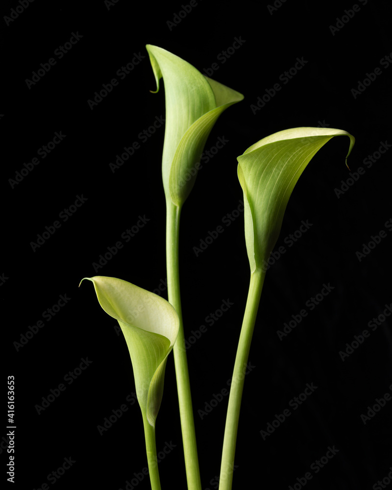 Fototapeta premium Three green calla lilies isolated over black background