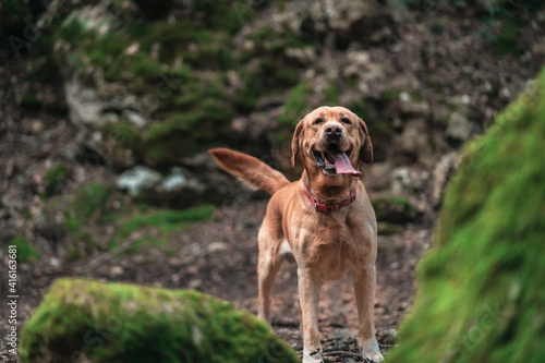 golden retriever dog running through the green forest