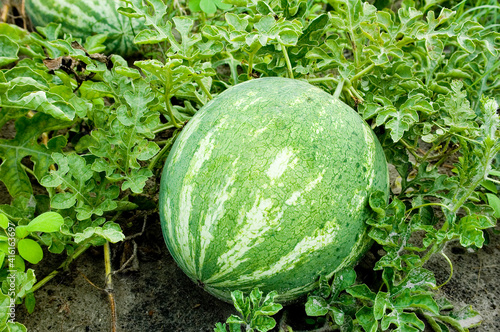 Watermelon 1