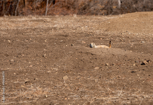 Black-tailed Prarie Dog Peaking Out Over Burrow