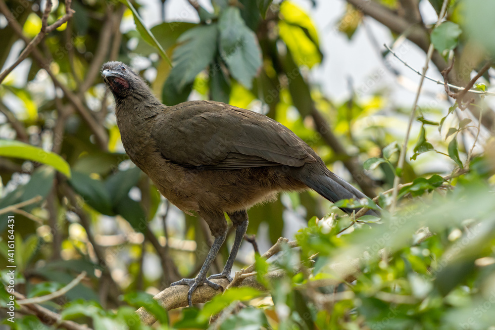 Primer plano de una Chachalaca de alas castañas parada en la rama de un árbol. Primer plano de una Chachalaca de alas castañas parada en la rama de un árbol.