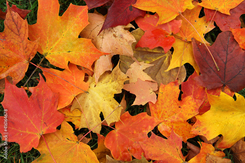 The fall season is best captured in the vibrant fall colors of the fallen leaves including orange  yellow and red.