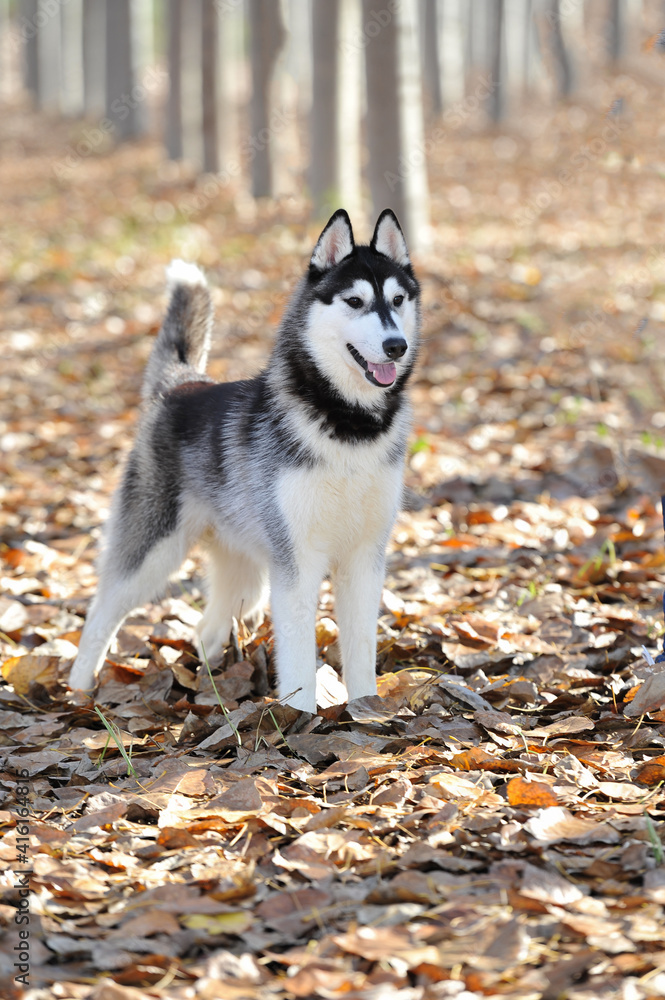 Female  adult siberian husky purebred dog in front with black and white coat in a forest on dry leaf blanket standing