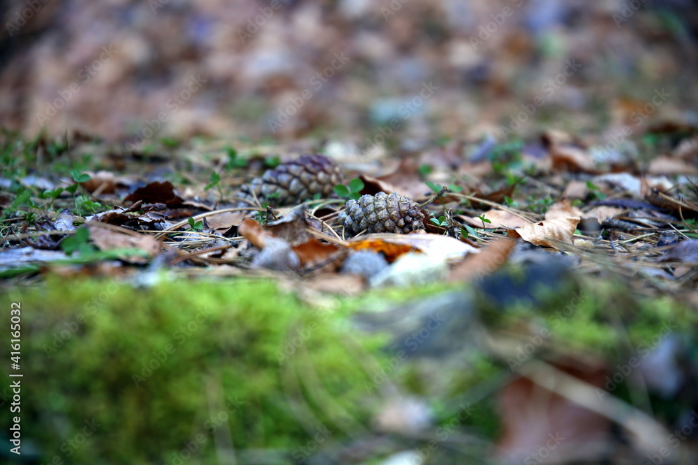 Pine cones on a bed of dry leaves and moss Pine cones on a bed of dry leaves and moss