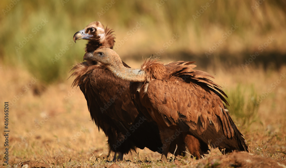 Fototapeta premium un impresionante buitre leonado