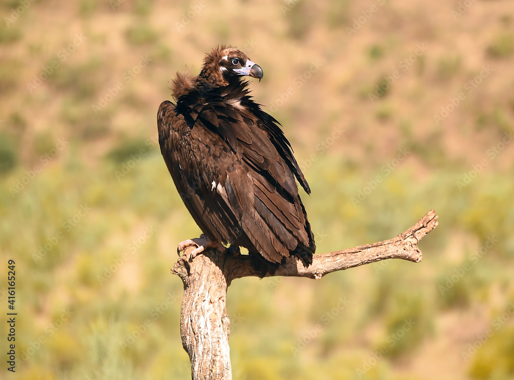 Fototapeta premium un majestuoso buitre negro en un parque nacional en españa