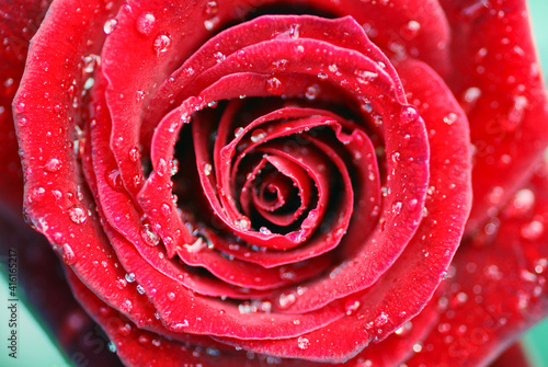 Wet red rose macro with Big petals