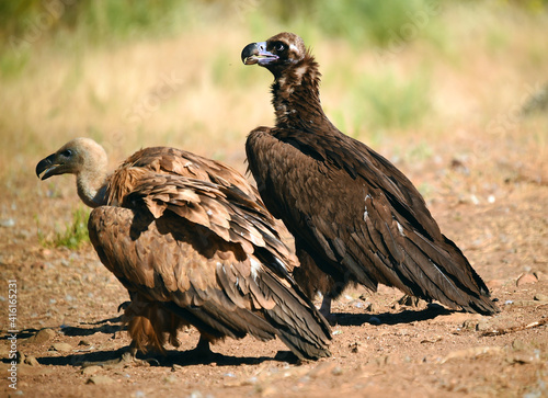 un majestuoso buitre negro en un parque nacional en espa  a