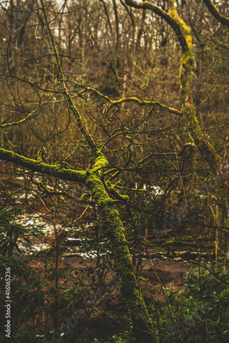 View of the old trees in forest in worsley, a lake or bog like scenery, trees are covered in green moss photo