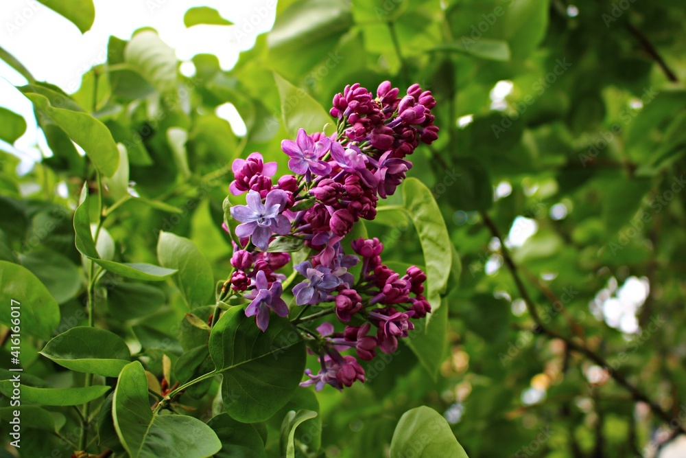 The first young shoots of flowers on lilac bushes on warm spring days The first young shoots of flowers on lilac bushes on warm spring days