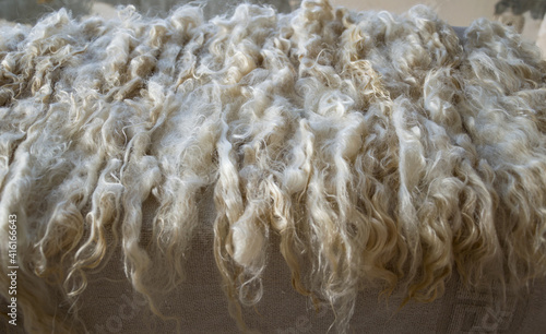 Curls of washed Angora goat hair.