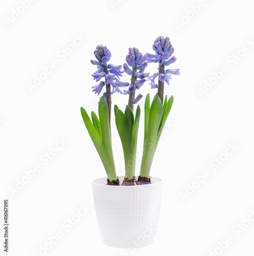 pot of three hyacinth plants