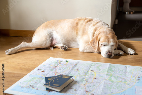 Planning a trip with your dog. The dog lies on the floor near the map.