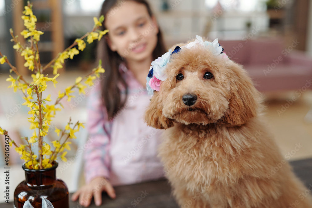 Cute dog at home Cute dog at home
