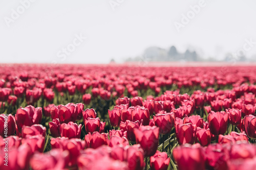 field of pink tulips. Large area with planted red tulips. Tulips in Holland. Spring in Europe. Large field with many tulips in Holland 