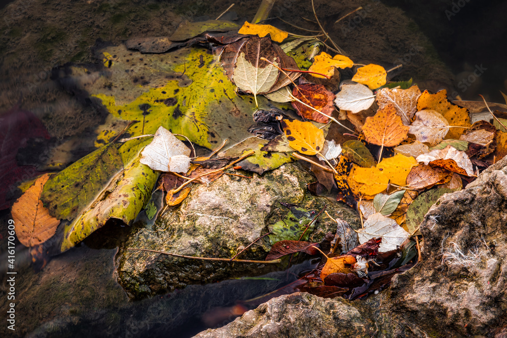 Colorful fallen leaves cover a group of rocks inside a little pond
