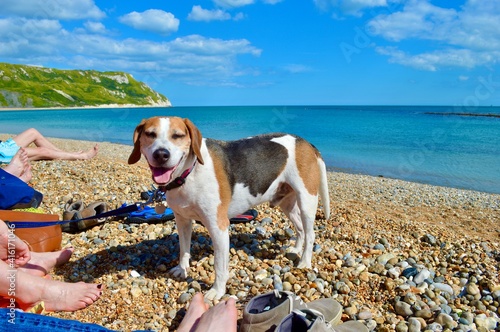 Smiling Tricolor Beagle Enjoying Day at the Beach in Front of Owner's Feet With Deep Blue Ocean and Green Hills Behind, Osmington