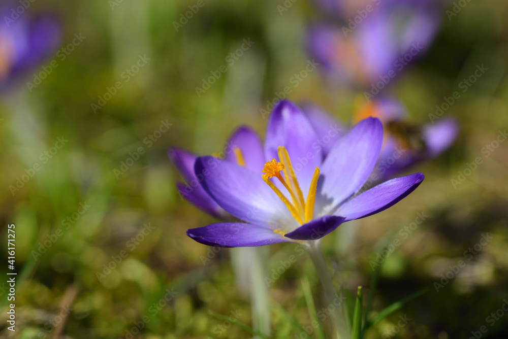 In spring, purple crocus with yellow pollen grows in a meadow In spring, purple crocus with yellow pollen grows in a meadow