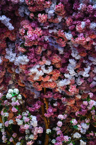 Wall of red and white flowers nature background