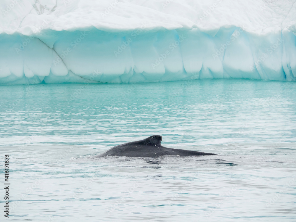 Fototapeta premium Humpback whale in front of icebergs at the mouth of the Ilulissat Icefjord at Disko Bay, part of the UNESCO World Heritage Site. Denmark, Greenland.