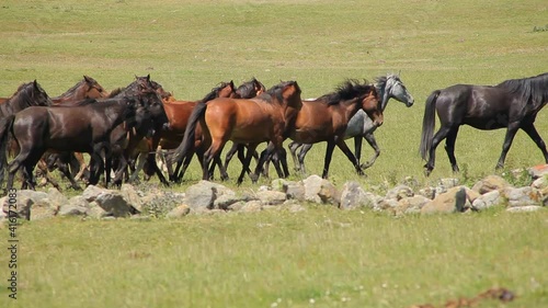 herd of horses photo