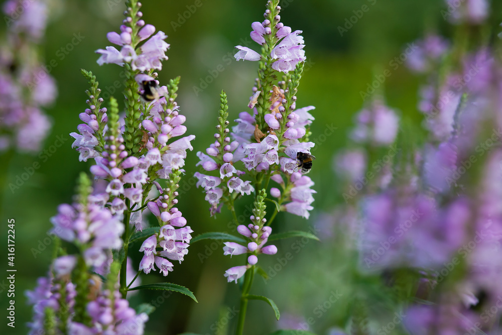 Physostegia plant with serially revealing flowers the color purple. Closeup. Bumblebees on the flowers. Soft selective focus