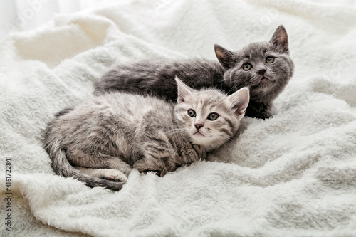 Two cats lie on white blanket look up. Playful kittens watch their eyes lying on soft bed. Thoroughbred cats resting. British gray and tabby kitten. Top view portrait