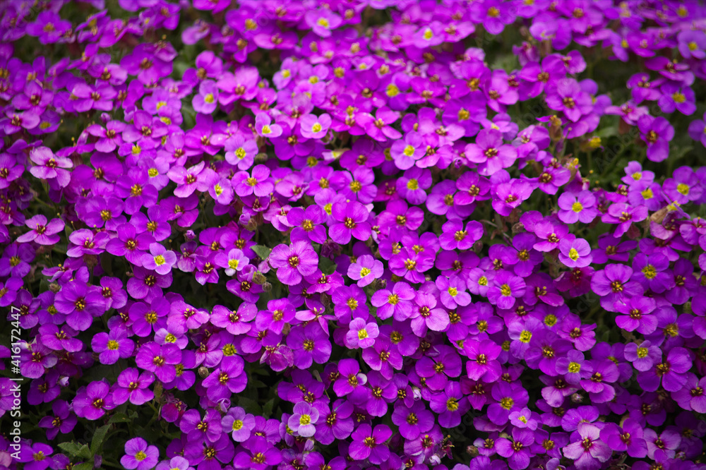 Aubrieta plant with purple small blossom grow in stone garden	