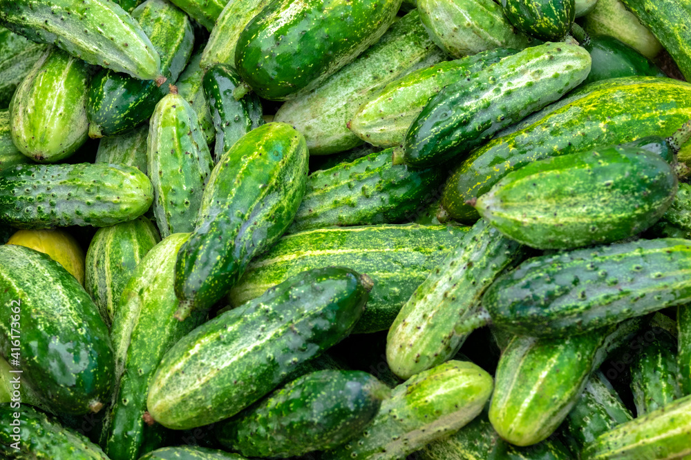 Cucumbers, USA Cucumbers, USA