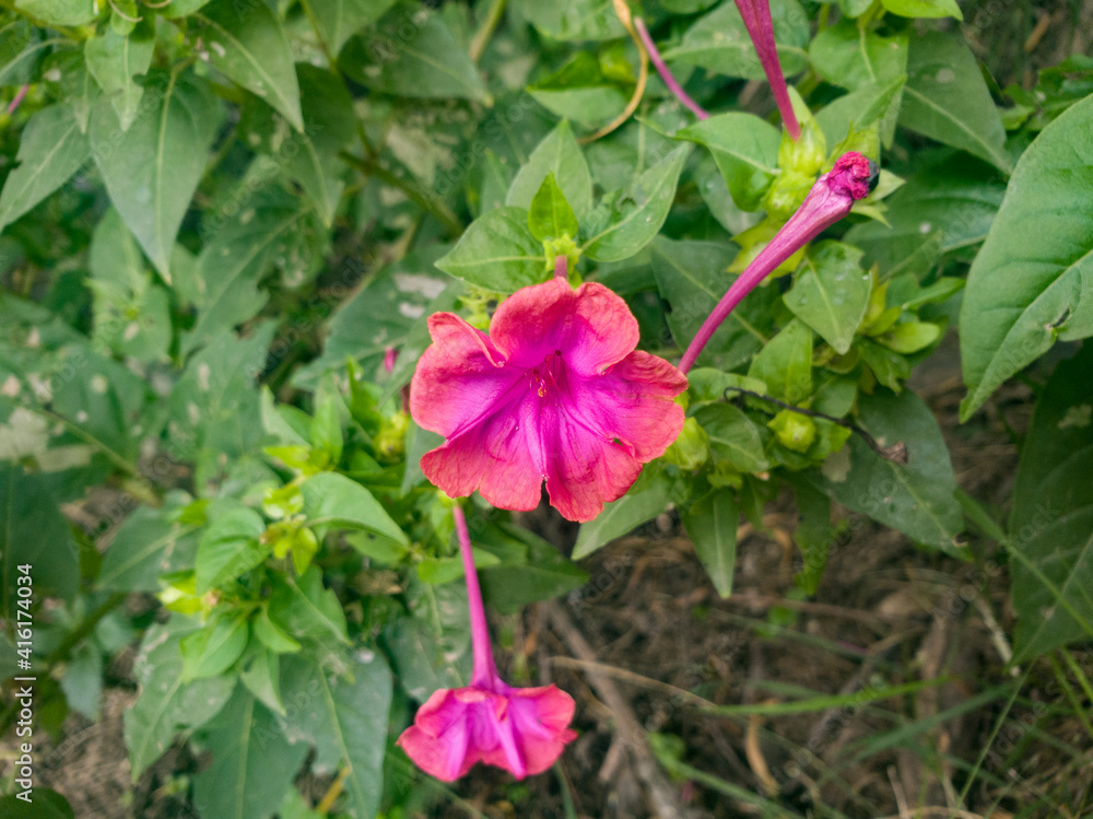 Flowers of a mirabilis jalapa