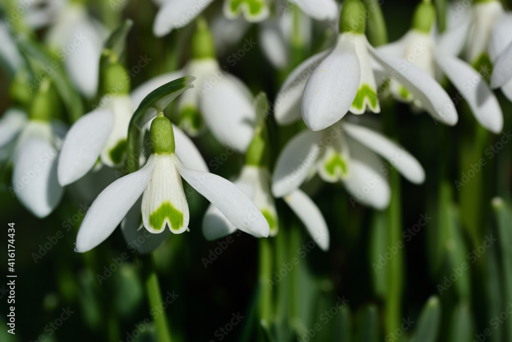 In the spring, many white little snowdrops bloom in the green grass In the spring, many white little snowdrops bloom in the green grass