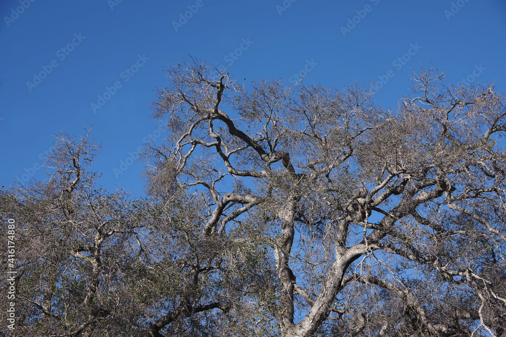Trunk and branches and twigs of a tall bare tree under the blue California winter sky