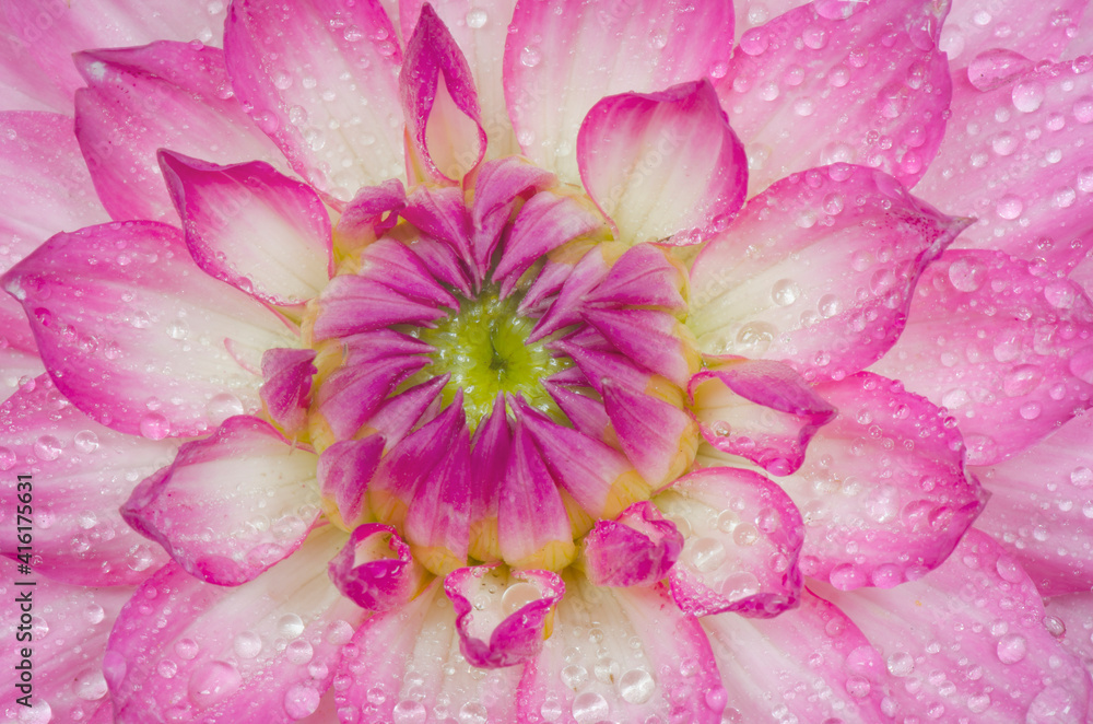 Dahlia Dahlia
