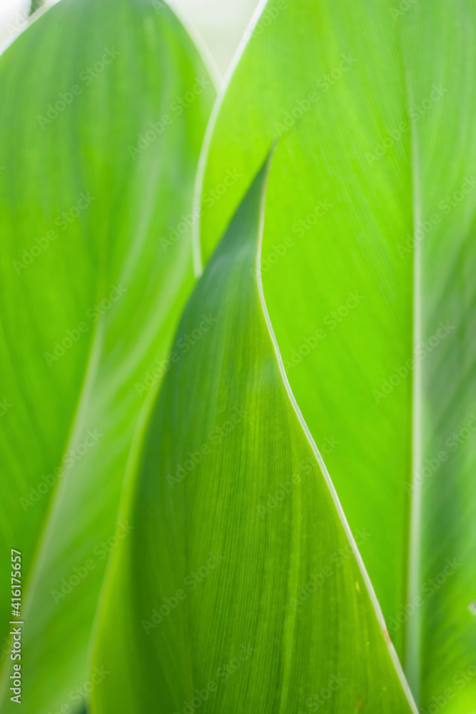 Canna leaf close-up Canna leaf close-up