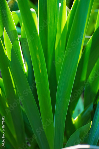 Iris leaves